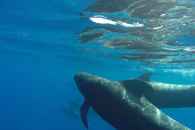 2 hour trip to see whales dolphins puerto colon adeje - Puerto Colón and a tight 2-hour plan you can actually use