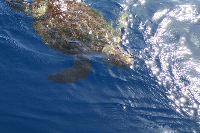 2 hour trip to see whales dolphins puerto colon adeje - Crew and guidance: calm explanations and captain-led searching