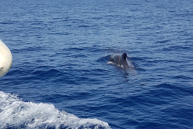 2 hour trip to see whales dolphins puerto colon adeje - Group size and atmosphere: small boat, better attention