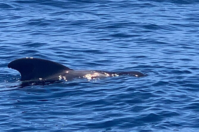2 hour trip to see whales dolphins puerto colon adeje - Comfort, pace, and what to expect onboard