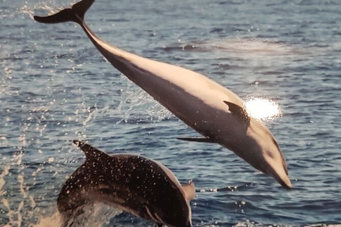 2 hour trip to see whales dolphins puerto colon adeje - Price and value: what $43.45 buys you for two hours