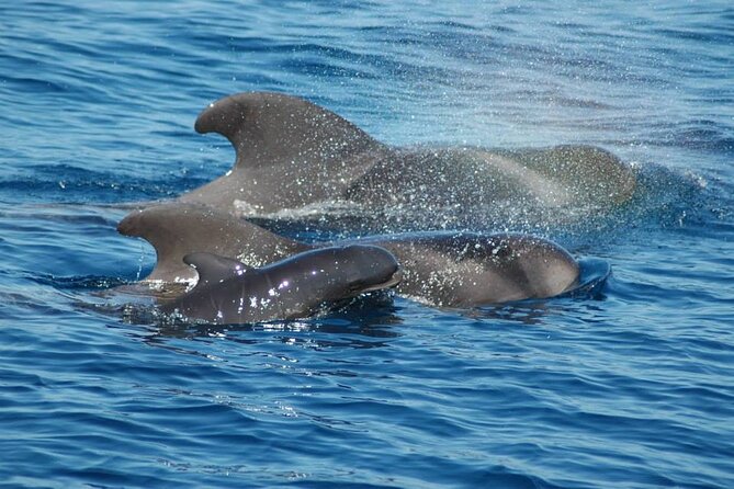 2 hour trip to see whales dolphins puerto colon adeje - What you’re really going for: calderones, whales, dolphins, turtles