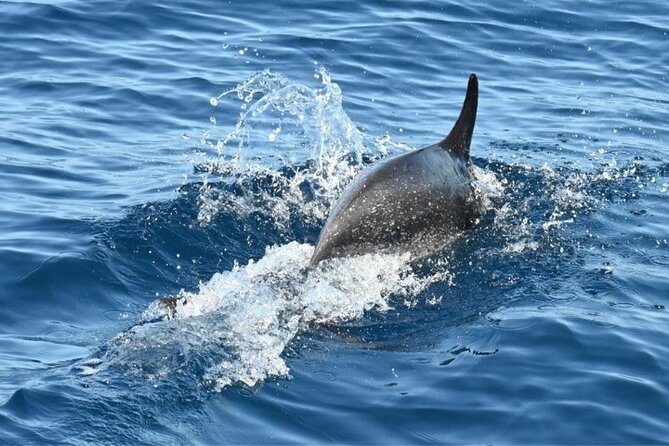 3-Hour Cetacean Watching and Snorkeling Tour in Tenerife - Key highlights (the stuff you’ll actually care about)