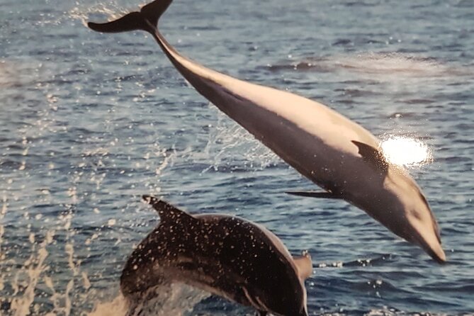 3-hour excursion to Puerto Colón Adeje to see whales - The snorkeling cove: masks, fish, and an easy swim break