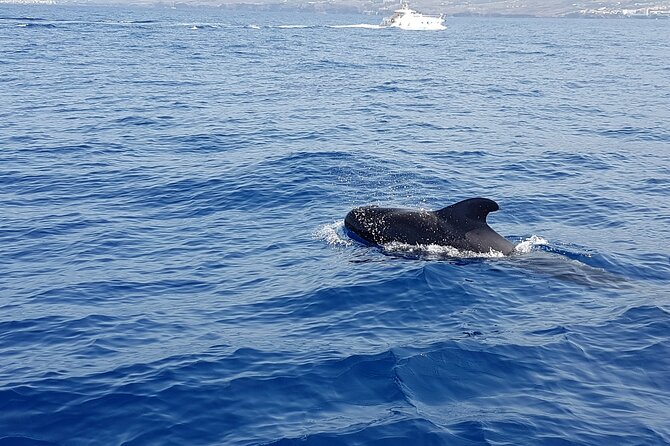 3-hour excursion to Puerto Colón Adeje to see whales - Snacks and the pacing: why this tour feels good at the 2-hour mark