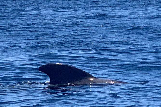 3-hour excursion to Puerto Colón Adeje to see whales - The return trip: Adeje beaches and guide talk