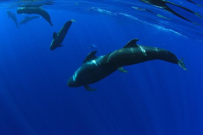 5 hr watching and listening whales and dolps. Visit Los Gigantes - The best part: watching whales and dolphins without the chaos
