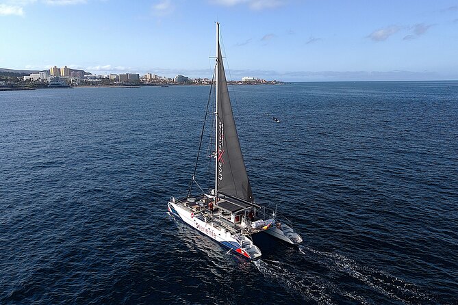 5 hr watching and listening whales and dolps. Visit Los Gigantes - Getting to White Tenerife in Marina Puerto Colón (and keeping it easy)