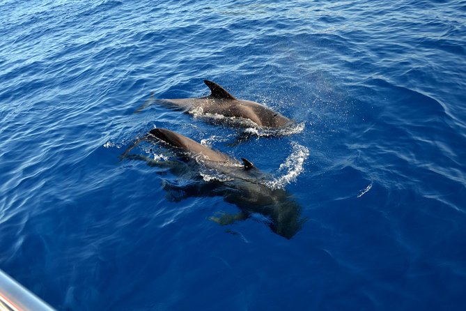 5 hr watching and listening whales and dolps. Visit Los Gigantes - Los Gigantes cliffs: the stop that changes how you picture Tenerife