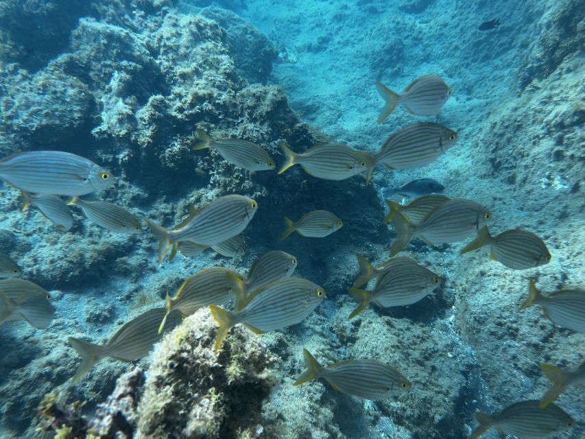 Abades: Guided Snorkeling Tour with Photos - Turtles and real chances: swimmers vs non swimmers