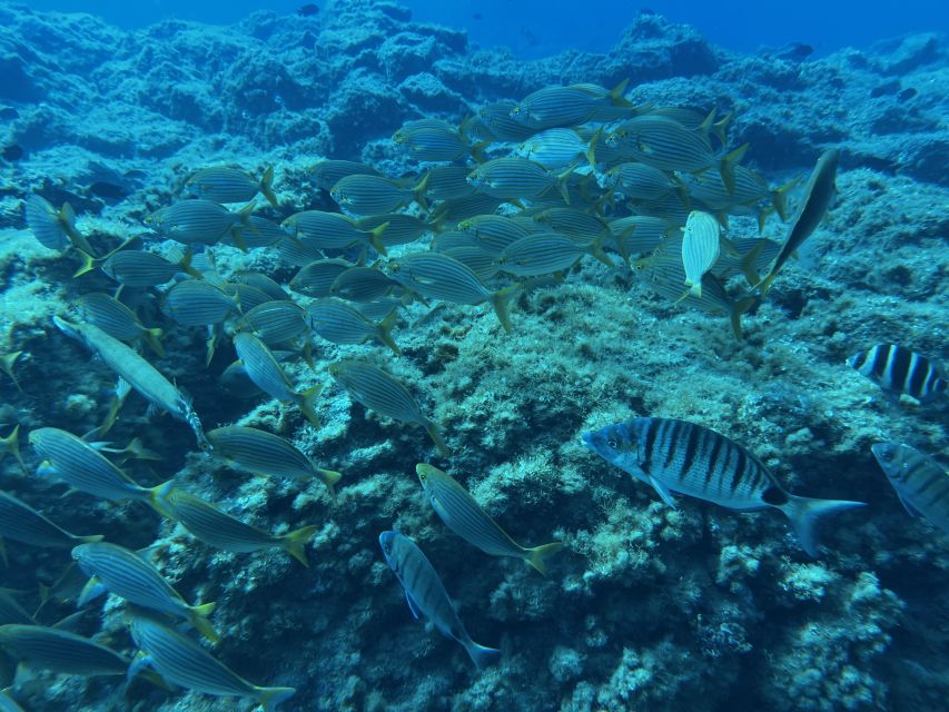 Abades: Guided Snorkeling Tour with Photos - Photos, videos, and why $35 feels fair