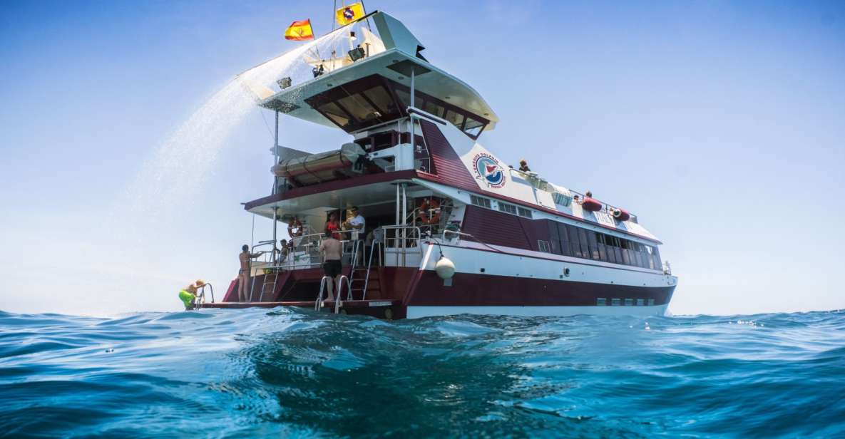 Adeje: Whale and Dolphin Watching Cruise with Lunch and Swim - Key points worth knowing