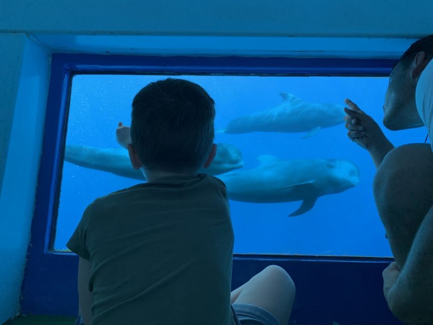 Adeje: Whale and Dolphin Watching Cruise with Lunch and Swim - Tenerife from the water: why this cruise works