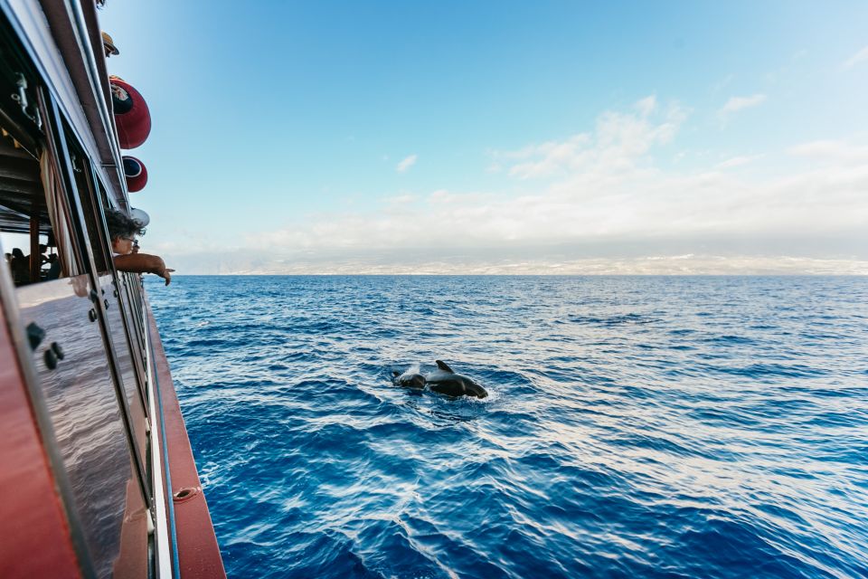Adeje: Whale and Dolphin Watching Cruise with Lunch and Swim - Boarding and the first hour: getting set up for spotting