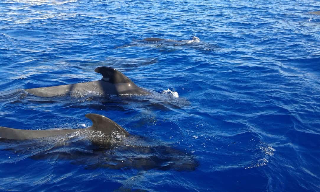 Adeje: Whale Watching Tour to Los Gigantes with lunch & swim - Key highlights you’ll actually care about