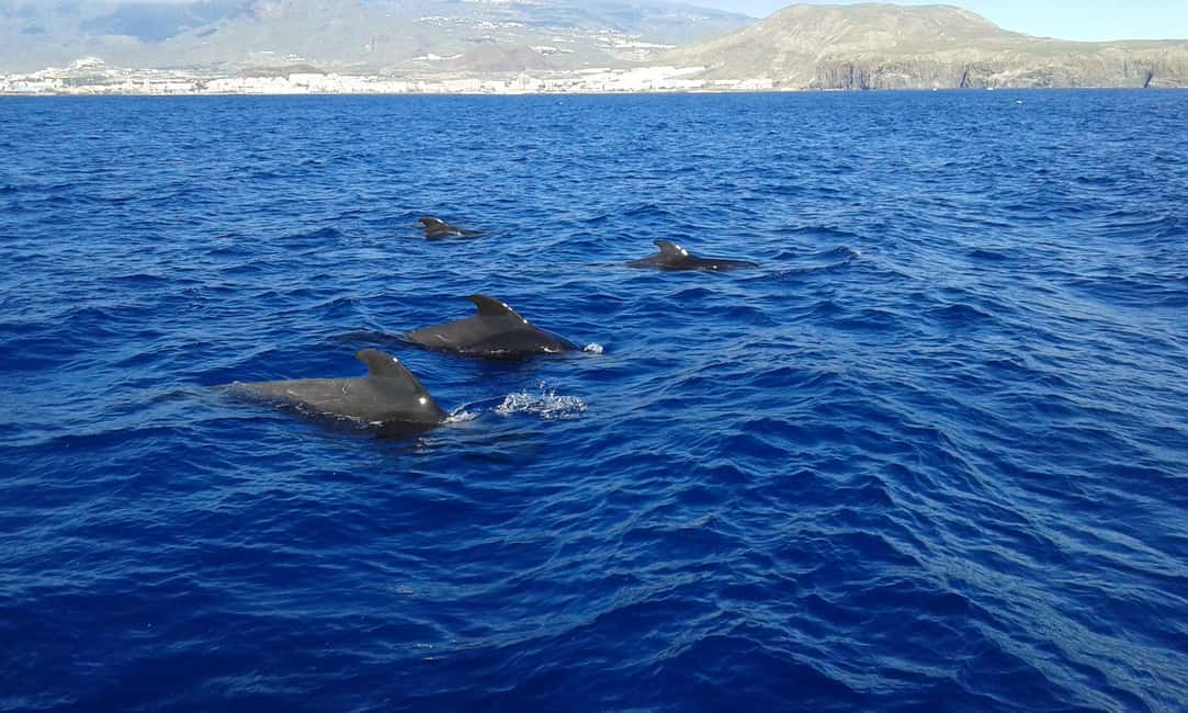 Adeje: Whale Watching Tour to Los Gigantes with lunch & swim - Entering the Day at Puerto Colón Pier 14