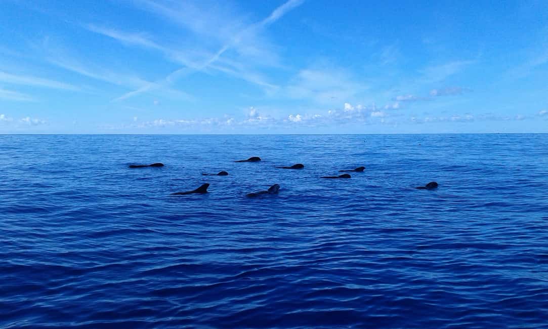 Adeje: Whale Watching Tour to Los Gigantes with lunch & swim - Price and Value: Is $63 a Fair Deal?