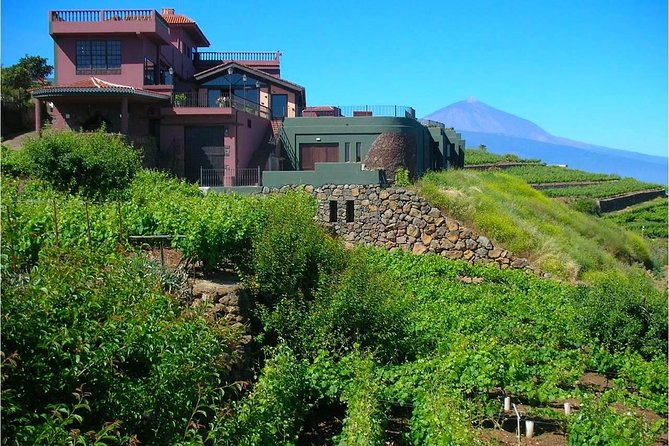 Bodegas Monje Winery Ticket w/Wine Tasting & Mojo Sauce Workshop - Wine tasting with three young Tenerife pours and real pairings