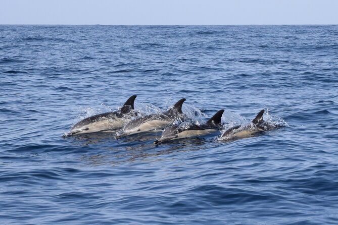 Bonadea II Ecological Whale Watching, 2 hours - Bonadea II in Teno-Rasca: ecological whale watching with real rules