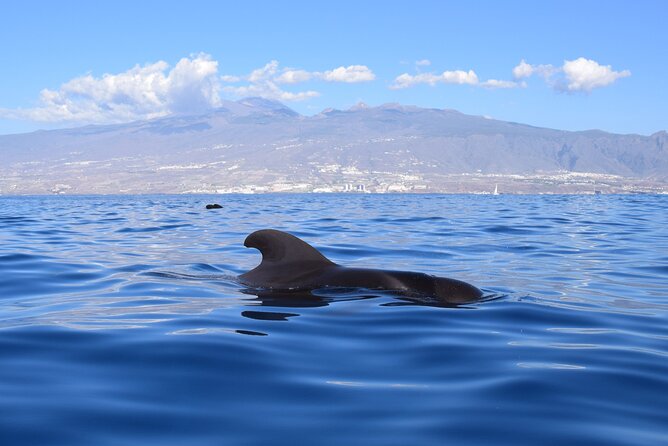 Bonadea II Ecological Whale Watching, 2 hours - Sergio’s approach: close viewing without chasing