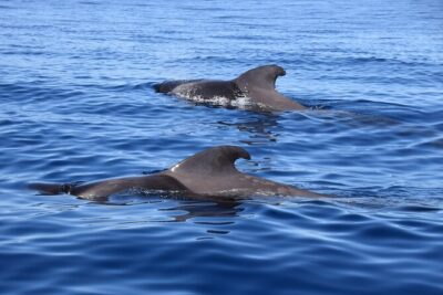 Bonadea II Ecological Whale Watching, 2 hours - Where you start in Costa Adeje and how the 2 hours usually feel