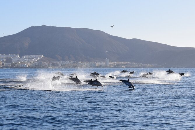 Bonadea II Ecological Whale Watching, 2 hours - The Santa Cruz reference and why the protected zone matters