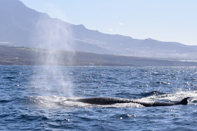 Bonadea II Ecological Whale Watching, 2 hours - Who should book Bonadea II, and who should think twice