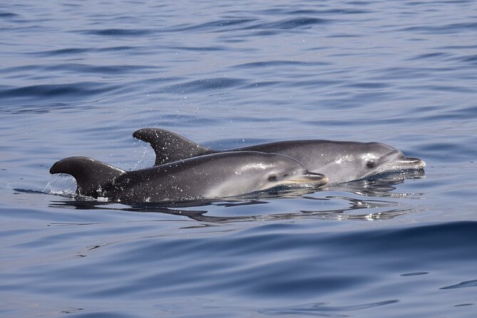Bonadea II Ecological Whale Watching, 2 hours - Should you book this ecological whale watching tour?
