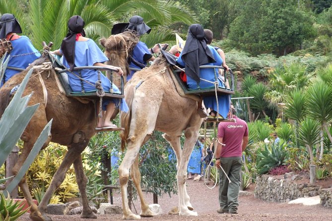 Camel Riding Tour at El Tanque, Tenerife - Key things I’d pin to your map