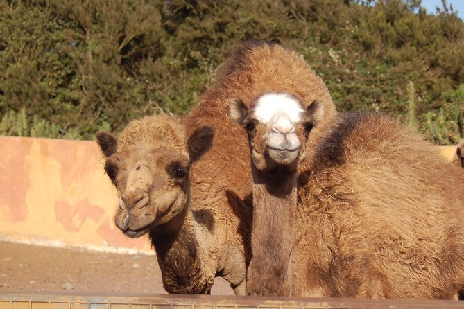 Camel Riding Tour at El Tanque, Tenerife - Camel riding in El Tanque: what makes it worth your time