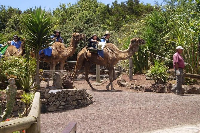 Camel Riding Tour at El Tanque, Tenerife - Timing, group size, and what it feels like with kids