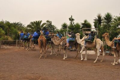 Camel Riding Tour at El Tanque, Tenerife - Optional costume and the reality of extra selling