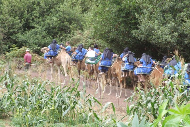 Camel Riding Tour at El Tanque, Tenerife - Meeting point at Camello center: the easiest way not to get lost