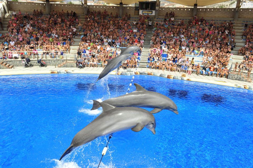 Costa Adeje: Aqualand Water Park Ticket with Dolphin Show - Park Hours That Matter: How to Time Your Visit