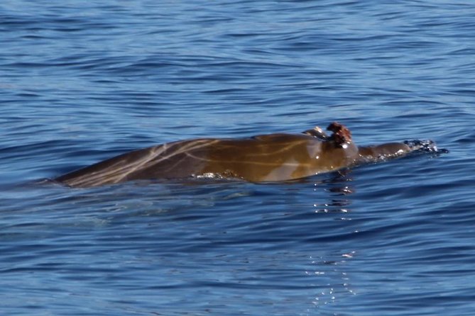 Costa Adeje | Cetacean sighting in Tenerife South - Boarding in Costa Adeje: Papacho 2, Small Groups, and Easy Found-You Logistics