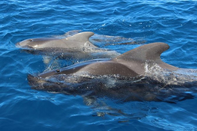 Costa Adeje | Cetacean sighting in Tenerife South - Why This Tour Feels Better Than Big Whale-Watching Boats