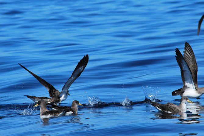 Costa Adeje | Cetacean sighting in Tenerife South - Price and Value: What $71.35 Buys You in Real Experience