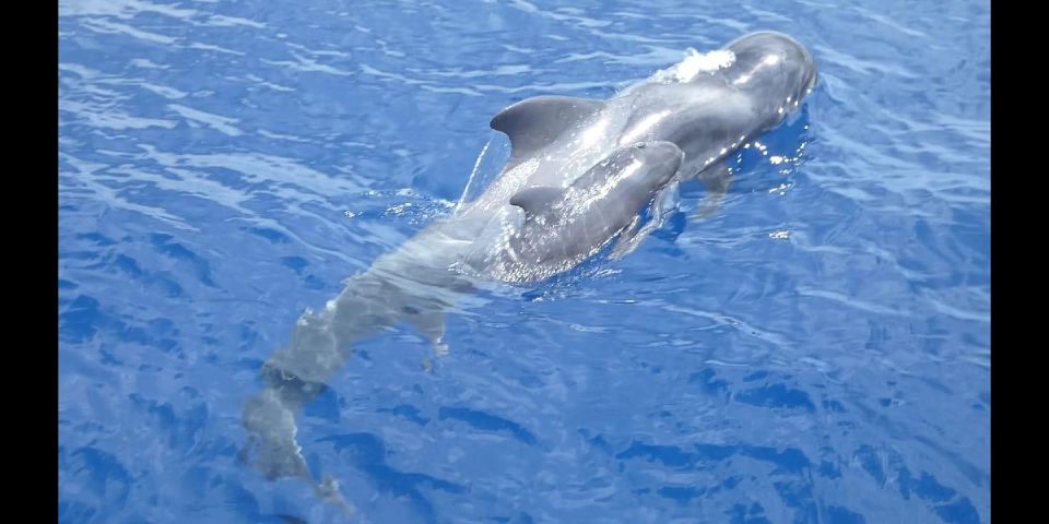 Costa Adeje: Whale and Dolphin Cruise with Food and Pickup - Key points worth your attention