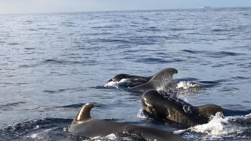 Costa Adeje: Whale and Dolphin Cruise with Food and Pickup - Whale and Dolphin Spotting: What You’ll Actually See