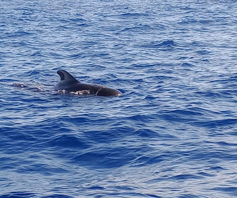 Costa Adeje: Whale and Dolphin-Watching Boat Excursion - Key Things To Know Before You Go