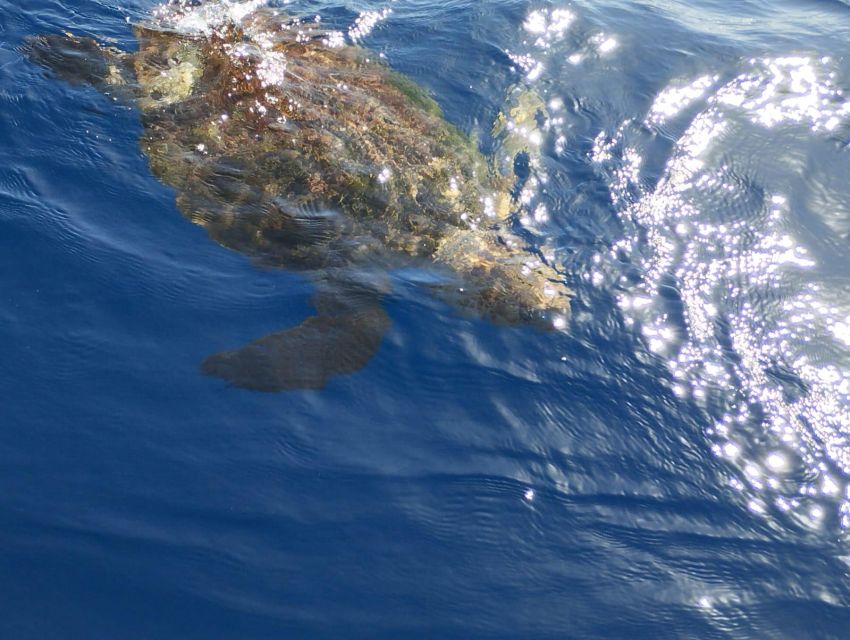 Costa Adeje: Whale and Dolphin-Watching Boat Excursion - Weather and Rough Seas: How to Think About Whale Chances