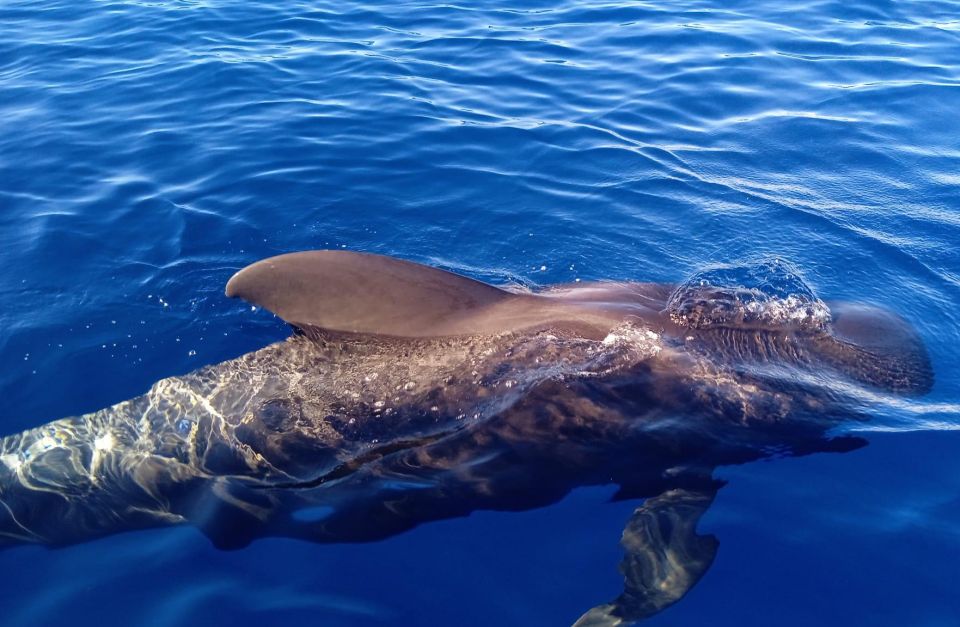 Costa Adeje: Whale and Dolphin-Watching Boat Excursion - Value Check: Is This Costa Adeje Boat Excursion a Good Deal?