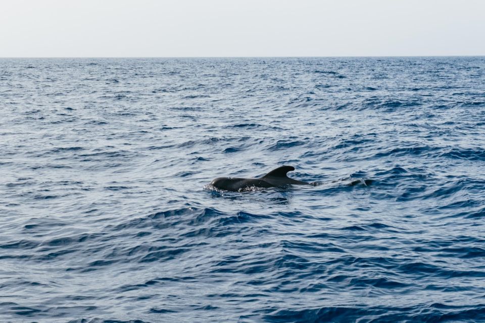 Costa Adeje: Whale & Dolphin Eco-Cruise with Snacks & Drinks - When the Crew Goes Respect-Mode Near Wildlife