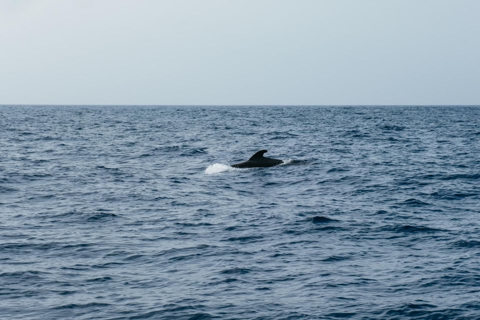 Costa Adeje: Whale & Dolphin Eco-Cruise with Snacks & Drinks - Seasickness Reality Check: Plan Before You Feel Sick