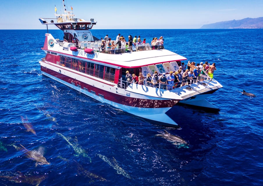 Costa Adeje: Whale & Dolphin Submarine Vision Mini Cruise - Underwater Windows and Whale Spotting: What You’re Really Buying