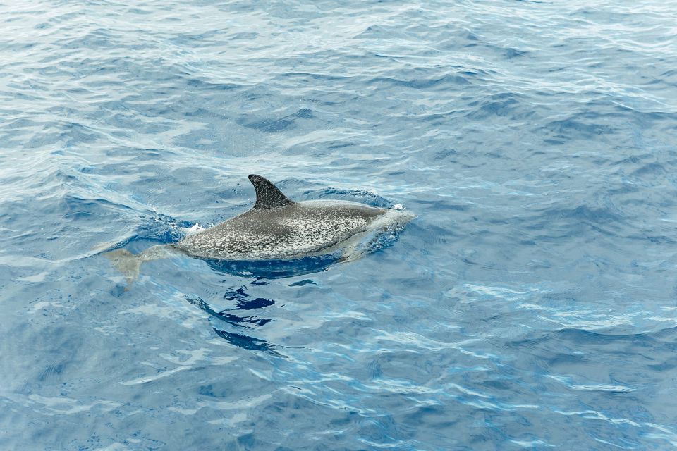 Costa Adeje: Whale & Dolphin Submarine Vision Mini Cruise - What’s Not Included (and What You Can Expect Onboard)