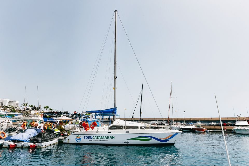 Costa Adeje: Whale Watching Catamaran Tour with Drinks - Pilot whales, dolphins, and the chance of squid