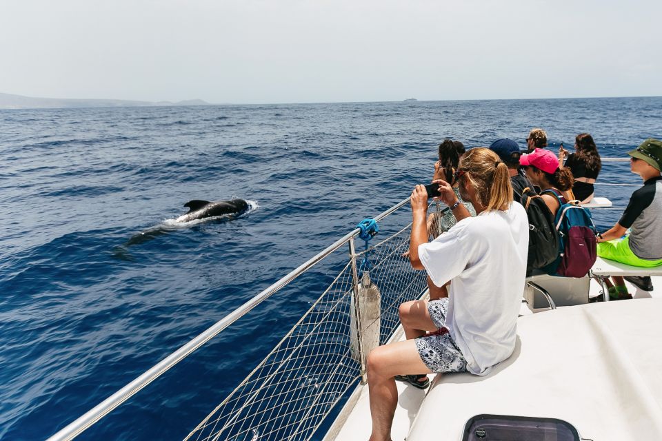 Costa Adeje: Whale Watching Catamaran Tour with Drinks - What “guaranteed sightings” really means for your trip