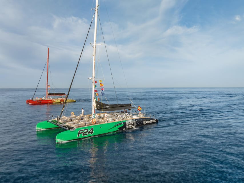 Costa Adeje: Whale Watching Cruise - On the water: how you’ll spot pilot whales and dolphins