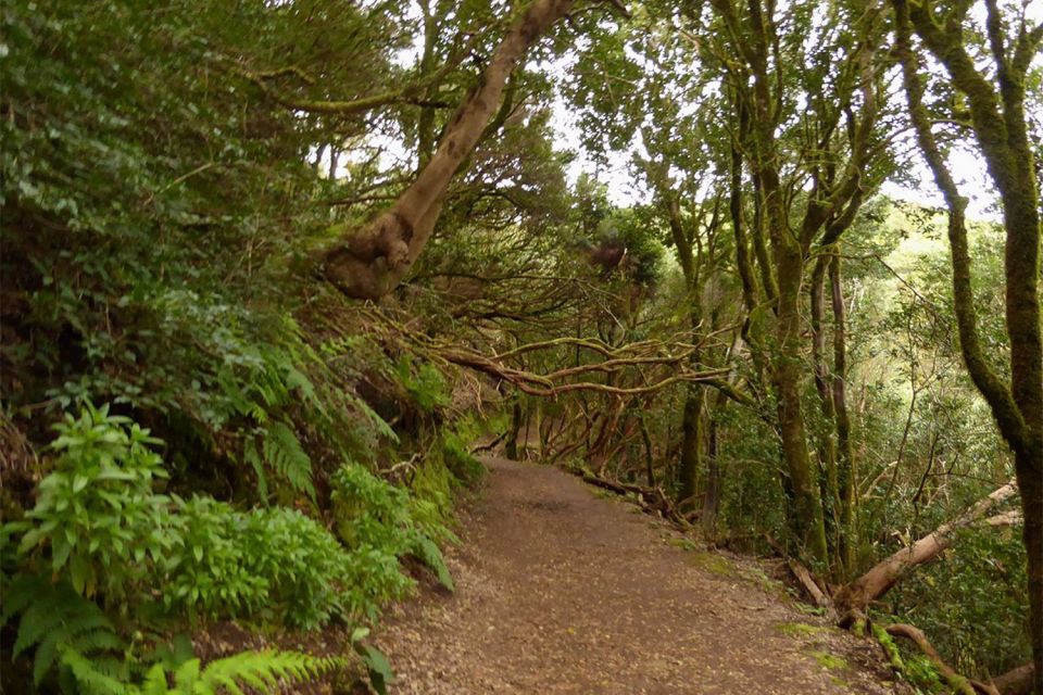 Cruz del Carmen: Hiking in Anaga with Local Food Products - Key Things You’ll Notice on This Anaga Hike